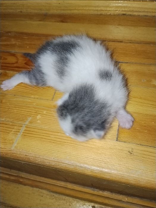 Вислоухий котенок