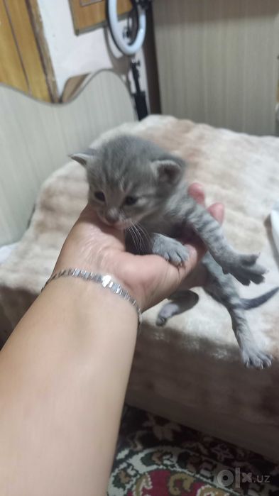 Отдам даром котят