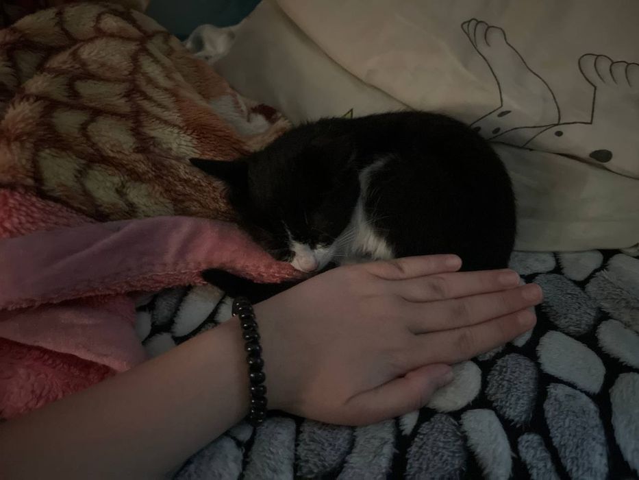 Отдаю котёнка в добрые руки