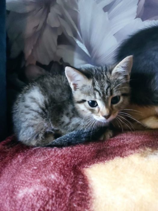 Отдам бесплатно котят