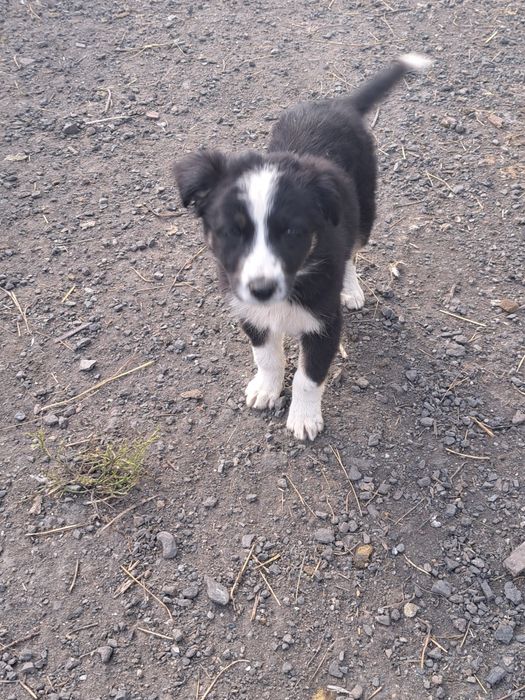 Щенки ищут дом !!