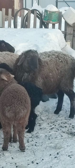 Продам баран овцы