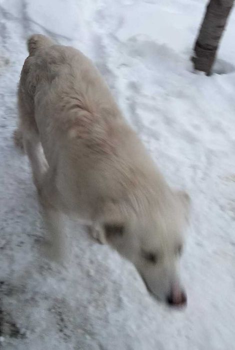 Donez caine de paza ciobanesc