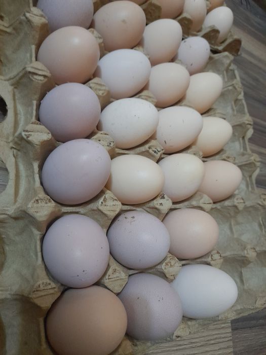 Яйцо для инкубатор