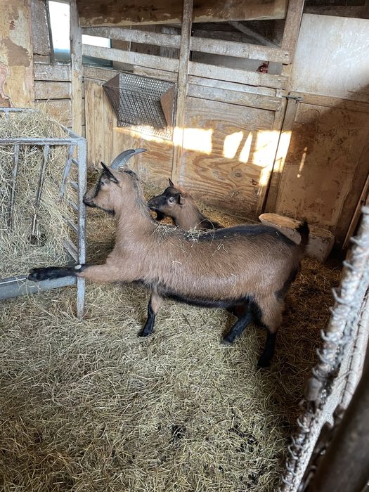 Vând Țap şi Ieduță gestantă de 1 an rasa Francez Alpin