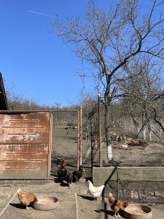 Oua de gaini mixte, organice,.