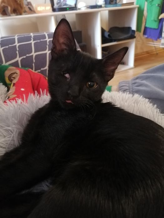 Подарявам две котета