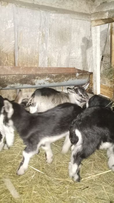 Продаются козлята