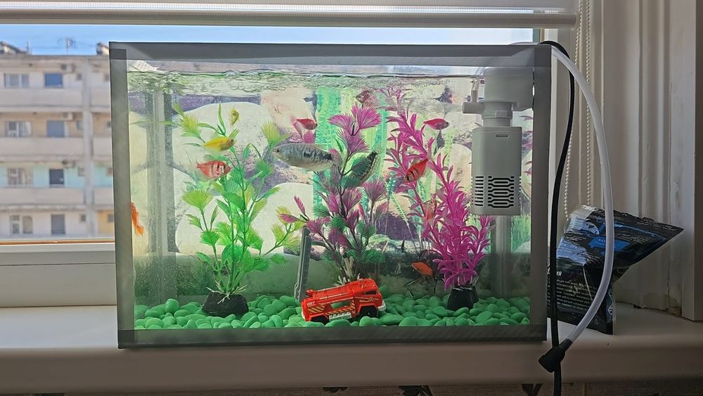 Рыбка аквариюм хароши состаяана