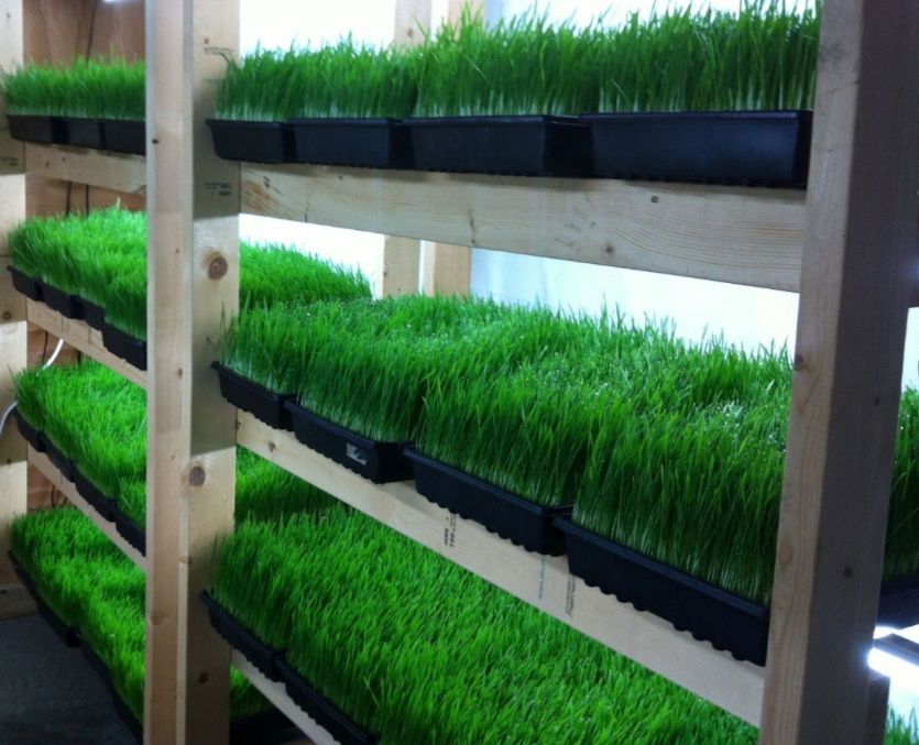 Гидропоника для выращивания пшеницы