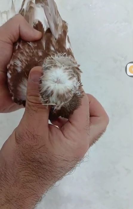 Продам голубей...