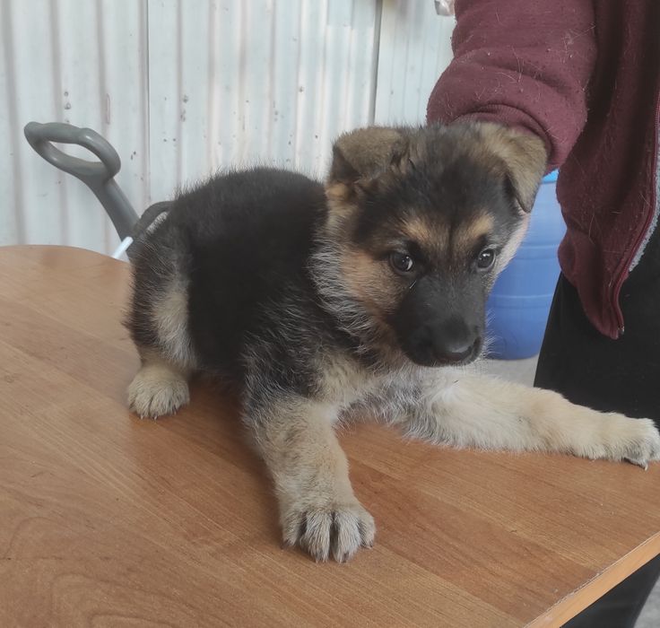 Немецкая овчарка