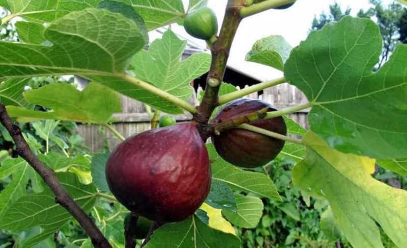 Smochin BIFER 2 productii pe an