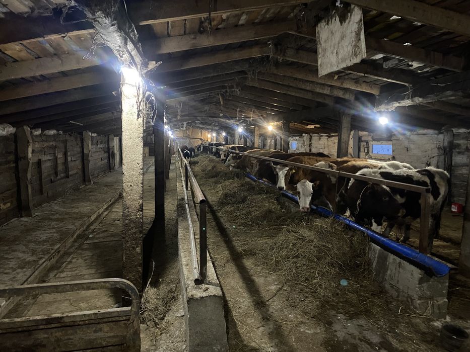 Продам крестьянское хозяйство