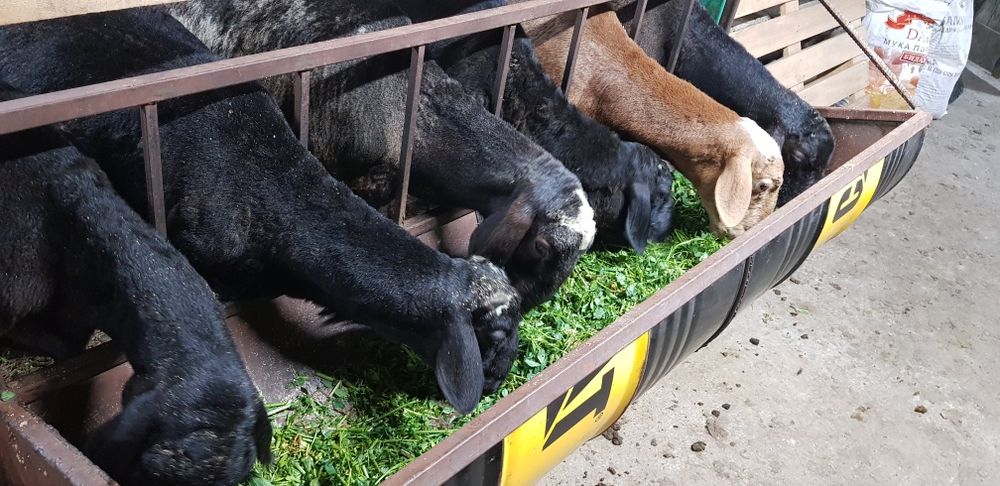 Тоқты қошқарлар сатылады