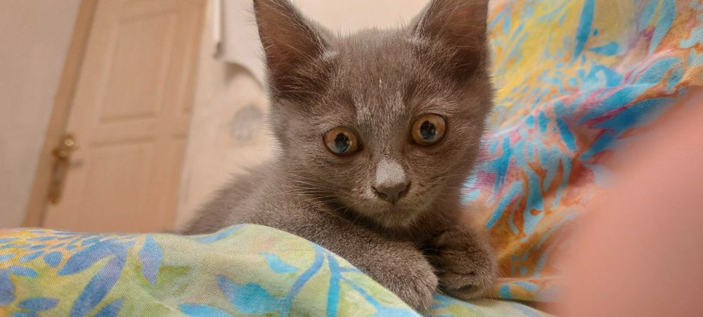 Отдам котёнка в добрые руки
