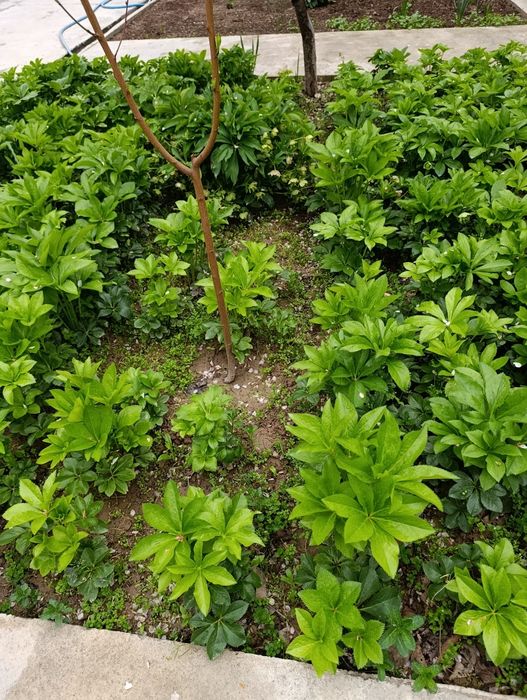 Гул морозка сотилади