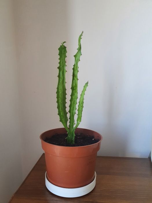 Продаю комнатные растения-цветы