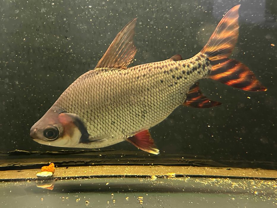 аквариумные рыбы