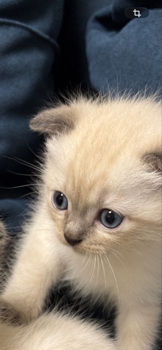 Котята  вислоухие