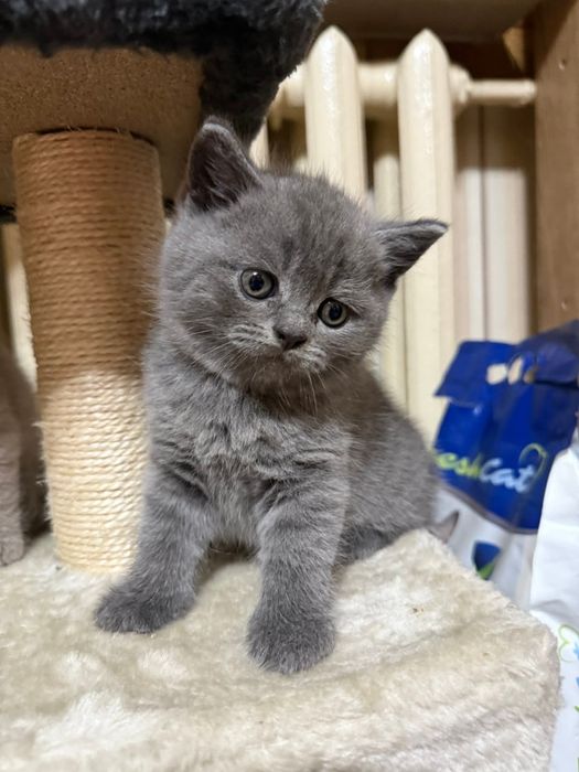 Британские котята