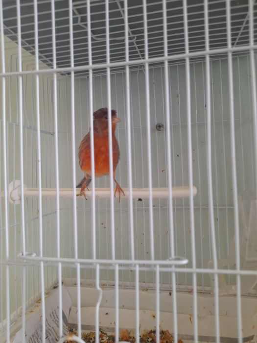 Канарейкалар сотилади.