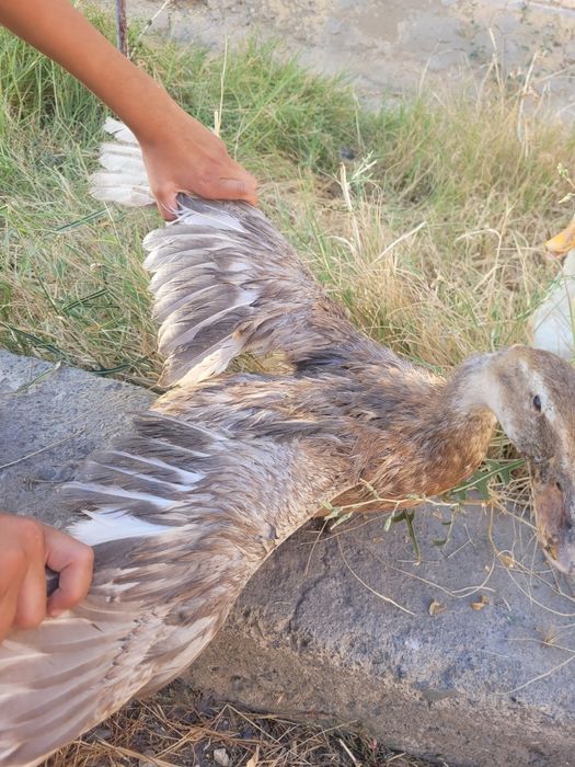 Ordak sotiladi optom narxda