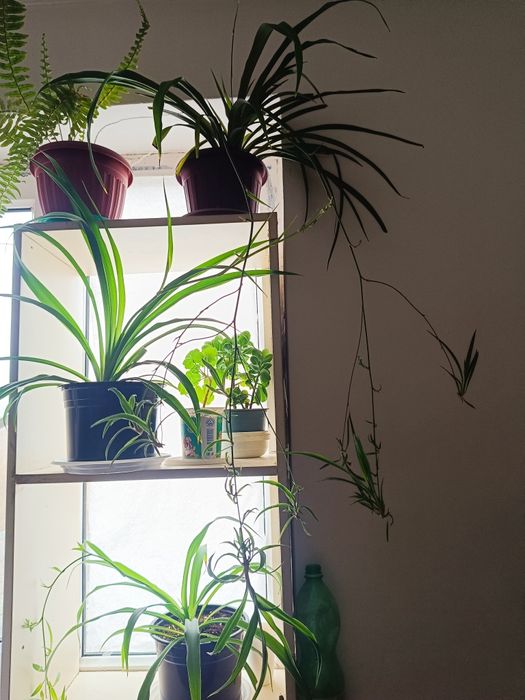 Продаю каланхоэ и детки хлорофитума