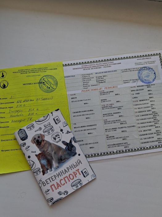 Британочки с документами