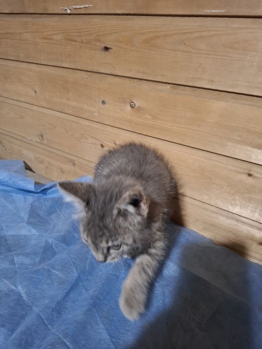 Отдам котенка бесплатно