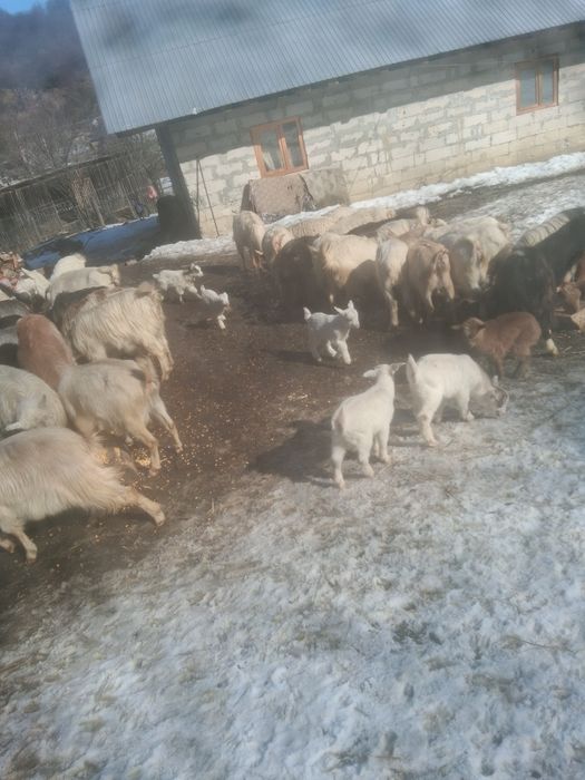 Vindem capre bune sunt o parte fătatate o parte trebuie să fete