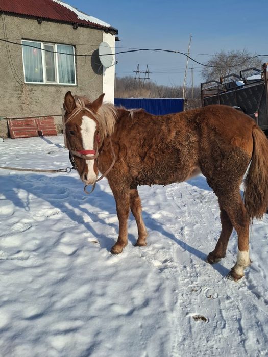Жылқы сатамын бие, дөнен, байтал.