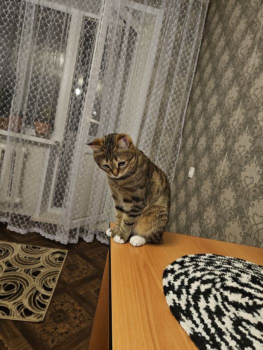 Отдам в хорошие руки