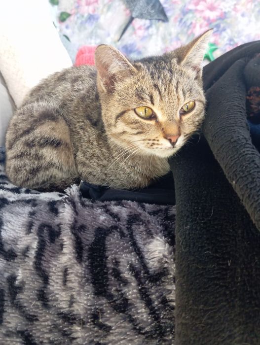 Отдам кошечку в добрые руки