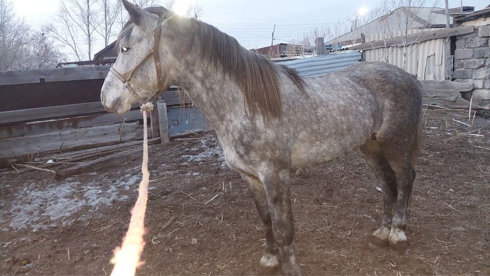 Продам лошадь полутяж