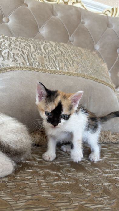 Отдам котят в добрые руки