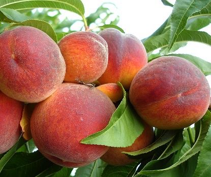 Piersic soi superba de toamna