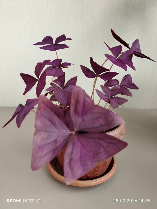 Оксалис - бабочка