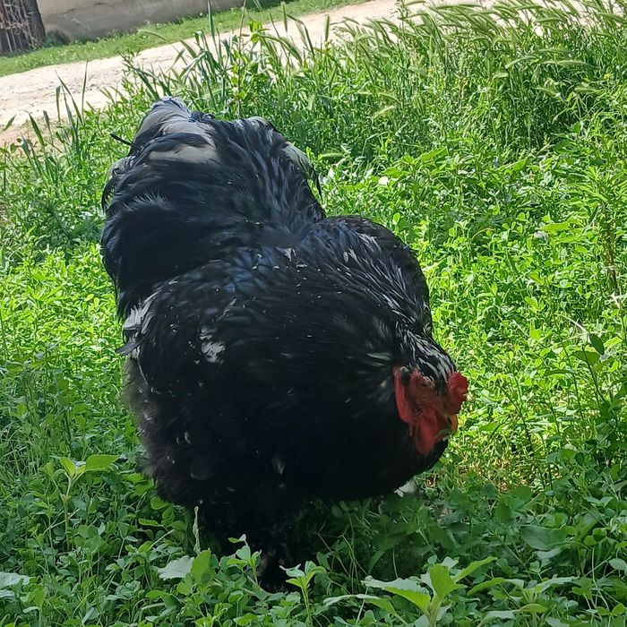 Мрамир брама жаркургон