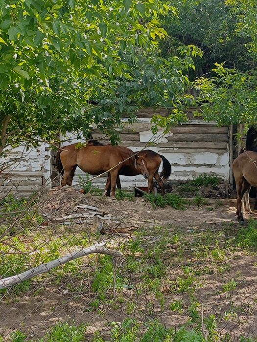 Продам лошадь семи летку