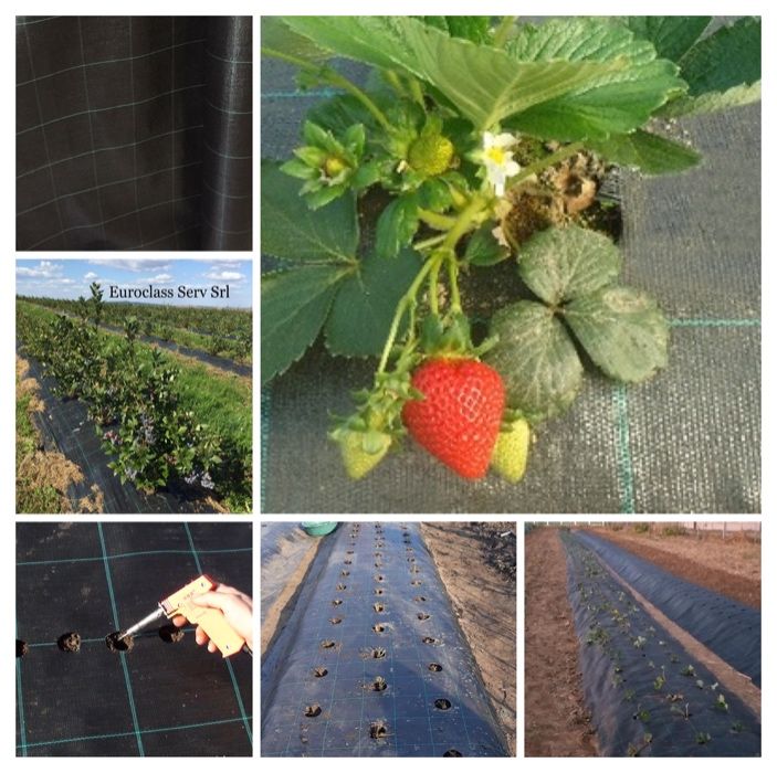 Folie Mulcire/Agrotextil, Ideal Plantatii Fructe de Padure, CALITATE!!