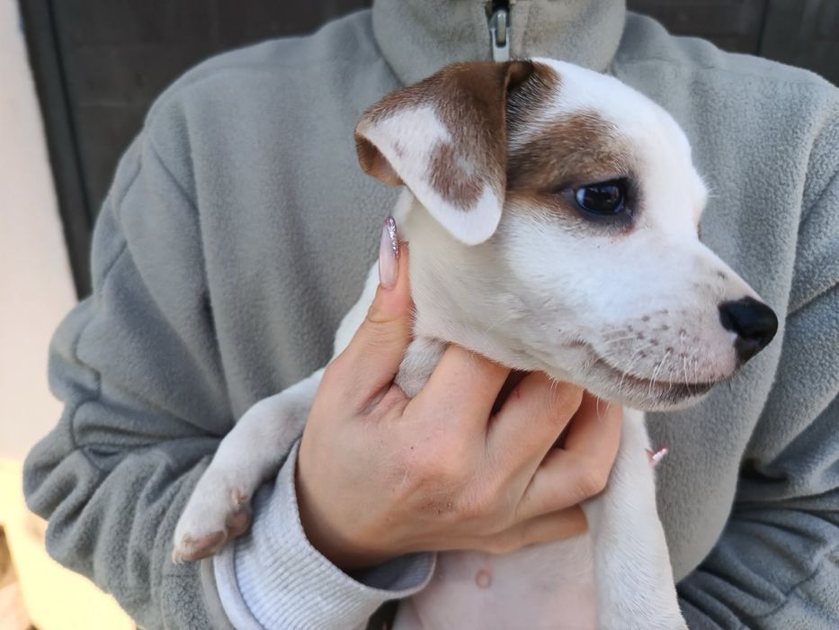 Джак Ръсел мини.