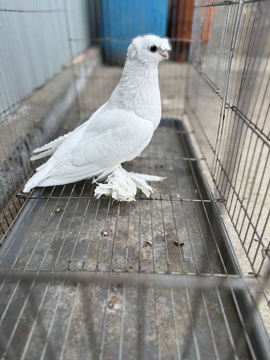 Голуби белый двухчубый