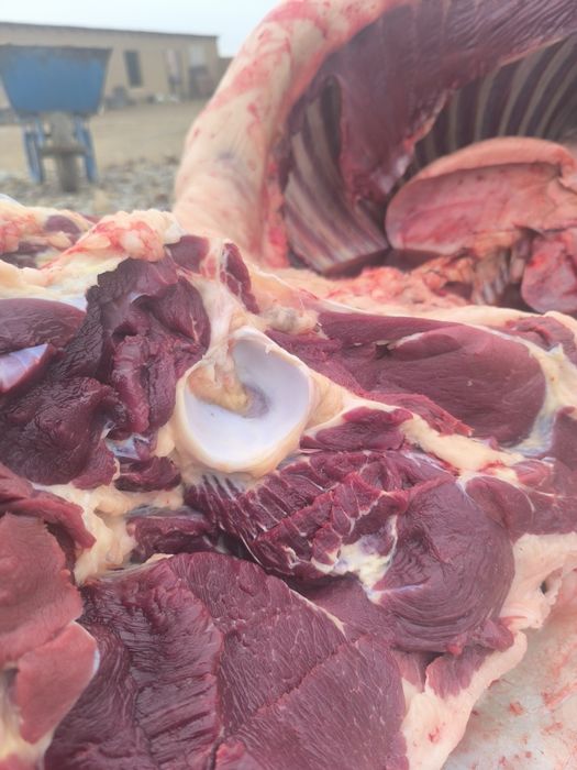 Соғым ет жылқы еті