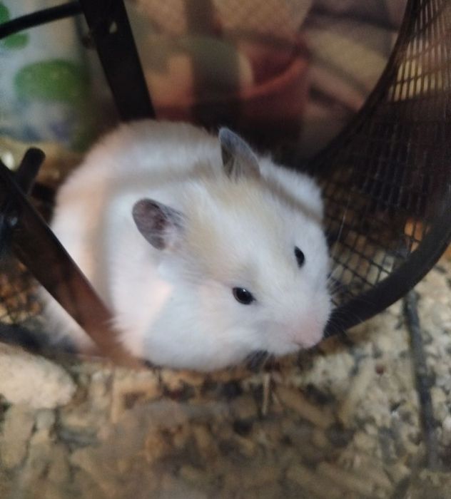 Хомяки домашние,здоровые