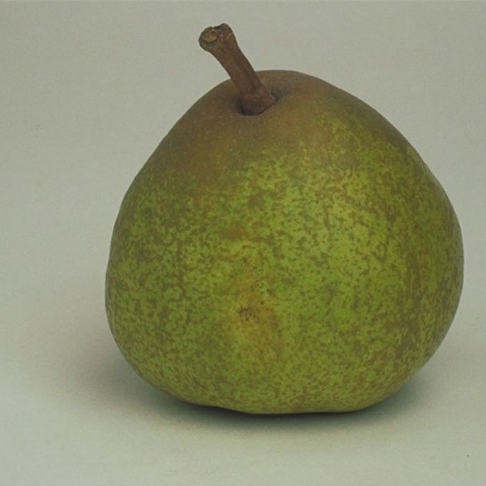 Pomi Fructiferi deosebiti  josephine de malines