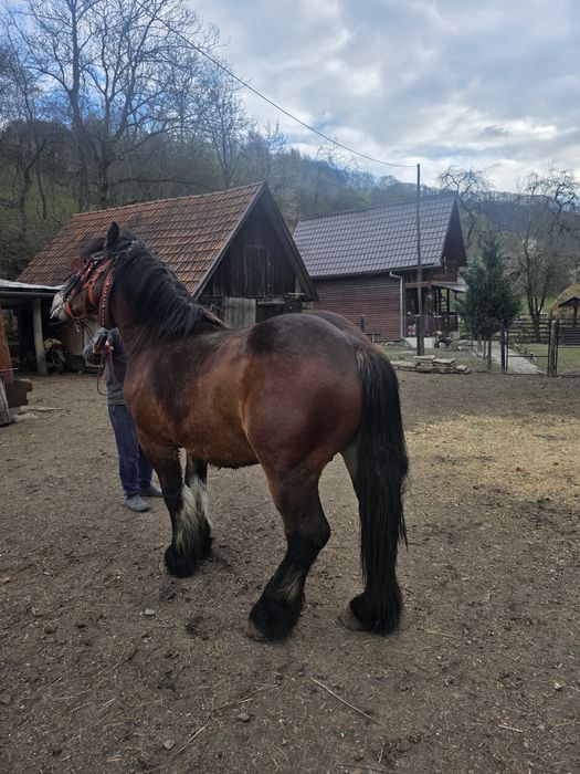 Vând armăsar sau de monta