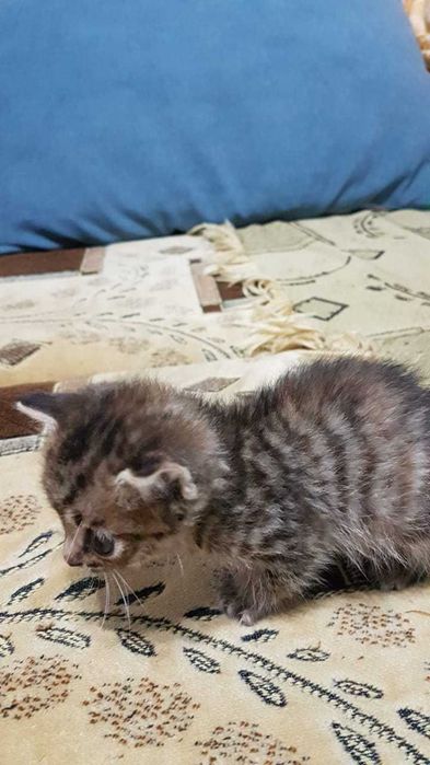 Отдам Котенка в добрые Руки