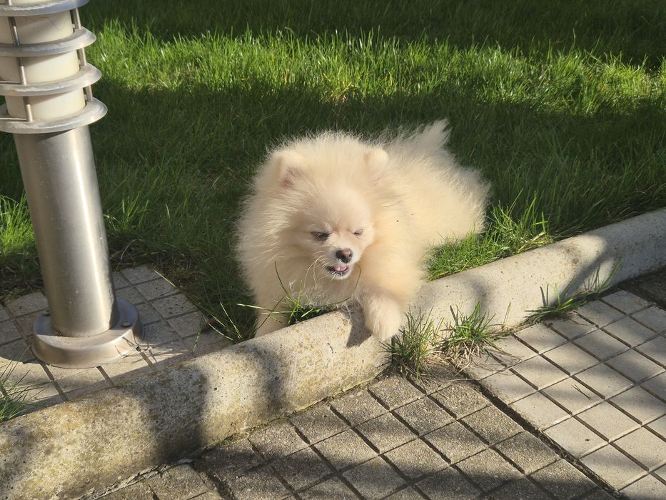 Три  момчета померани