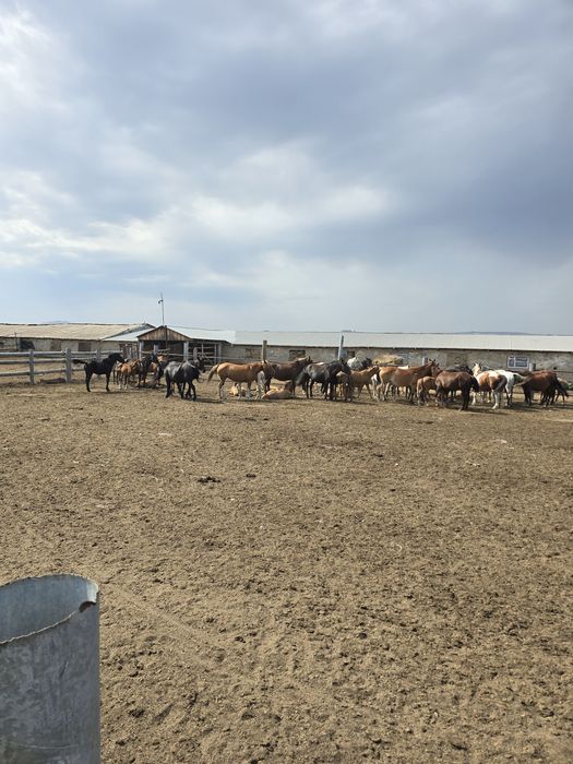 Продается кобылы